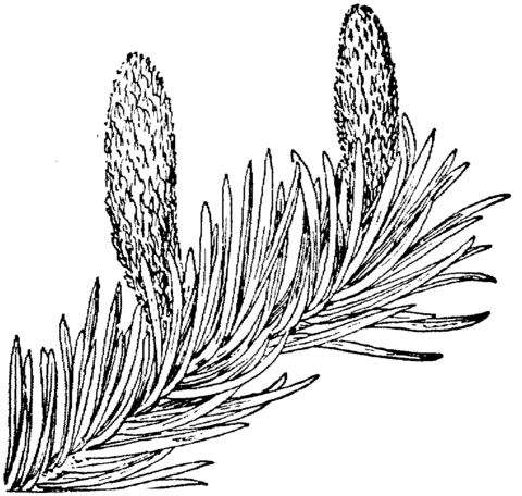 Pacific Silver Fir Branchlet With Cones Coloring Page